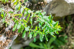 Image of cushion spurge