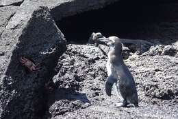 Imagem de Pinguim-das-galápagos