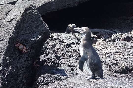 Image of Galapagos Penguin