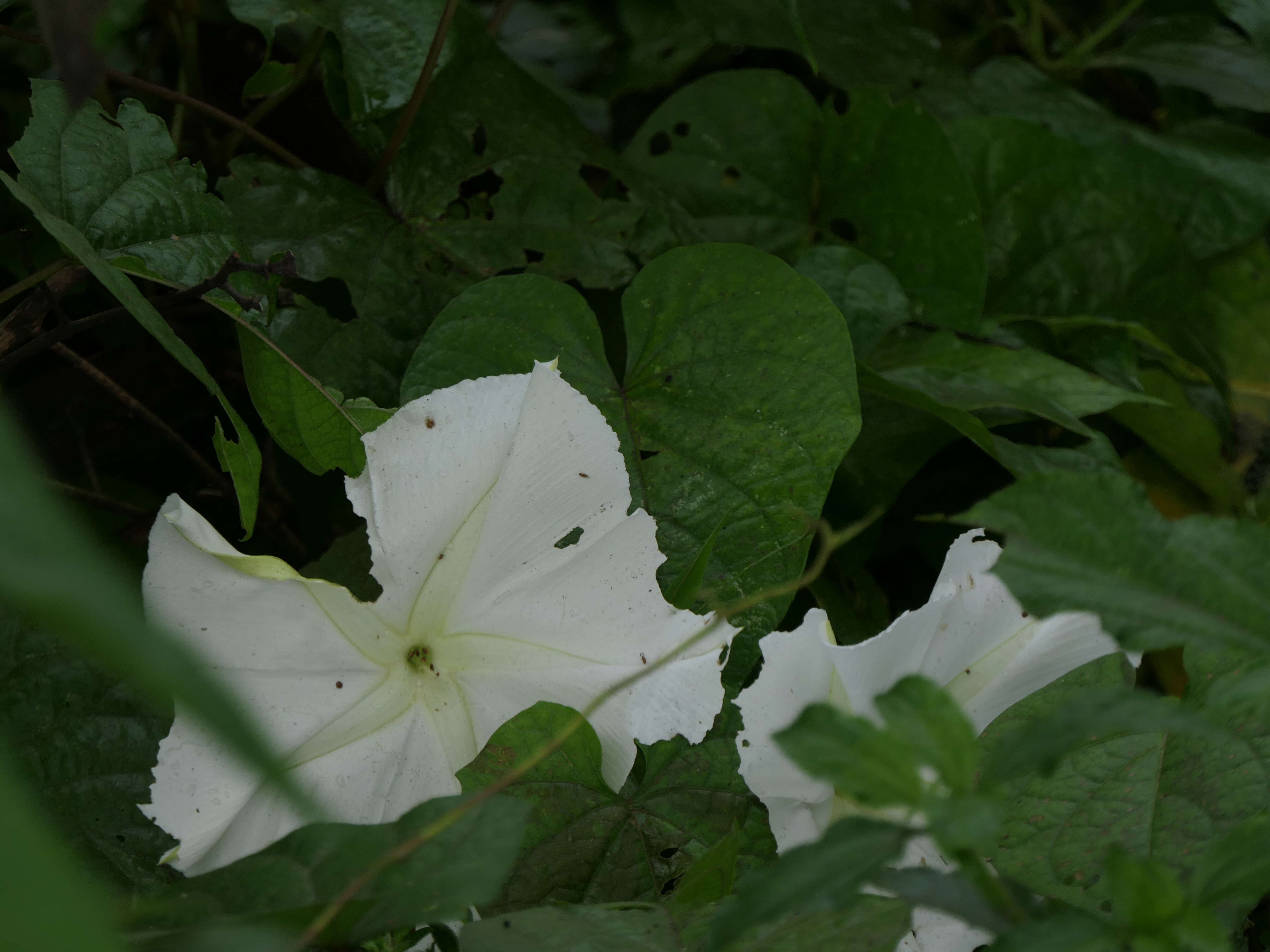 Image of Moonflower or moon vine