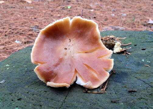 Image de Rhodocollybia butyracea (Bull.) Lennox 1979