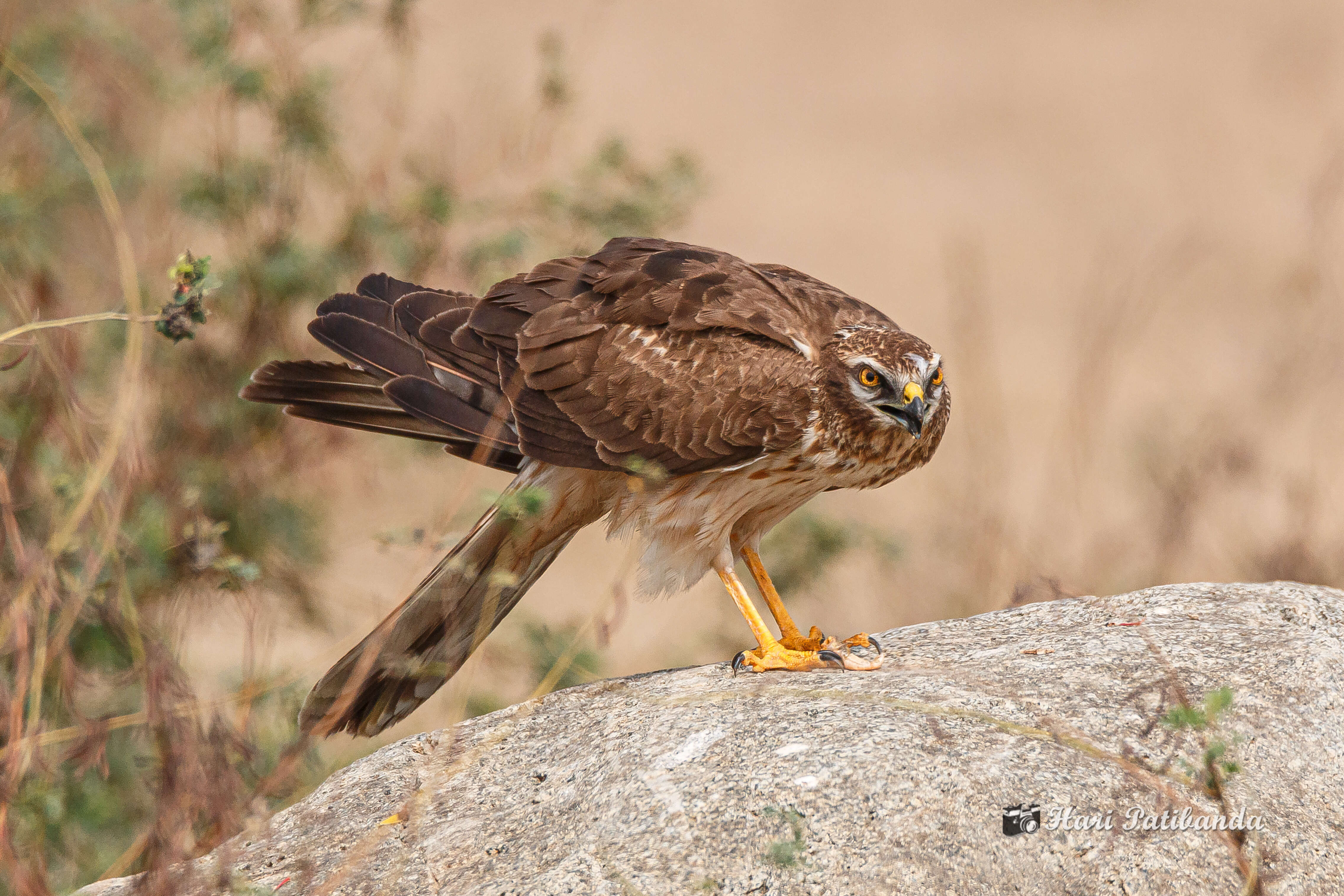 Imagem de Tartaranhão-caçador