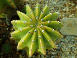 Image of Echinopsis oxygona