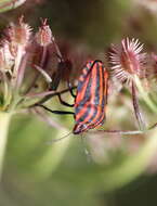 Image of <i>Graphosoma italicum</i>