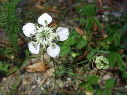 Nigella arvensis L. resmi