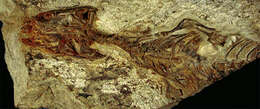 Image of Megachirella Renesto & Posenato 2003