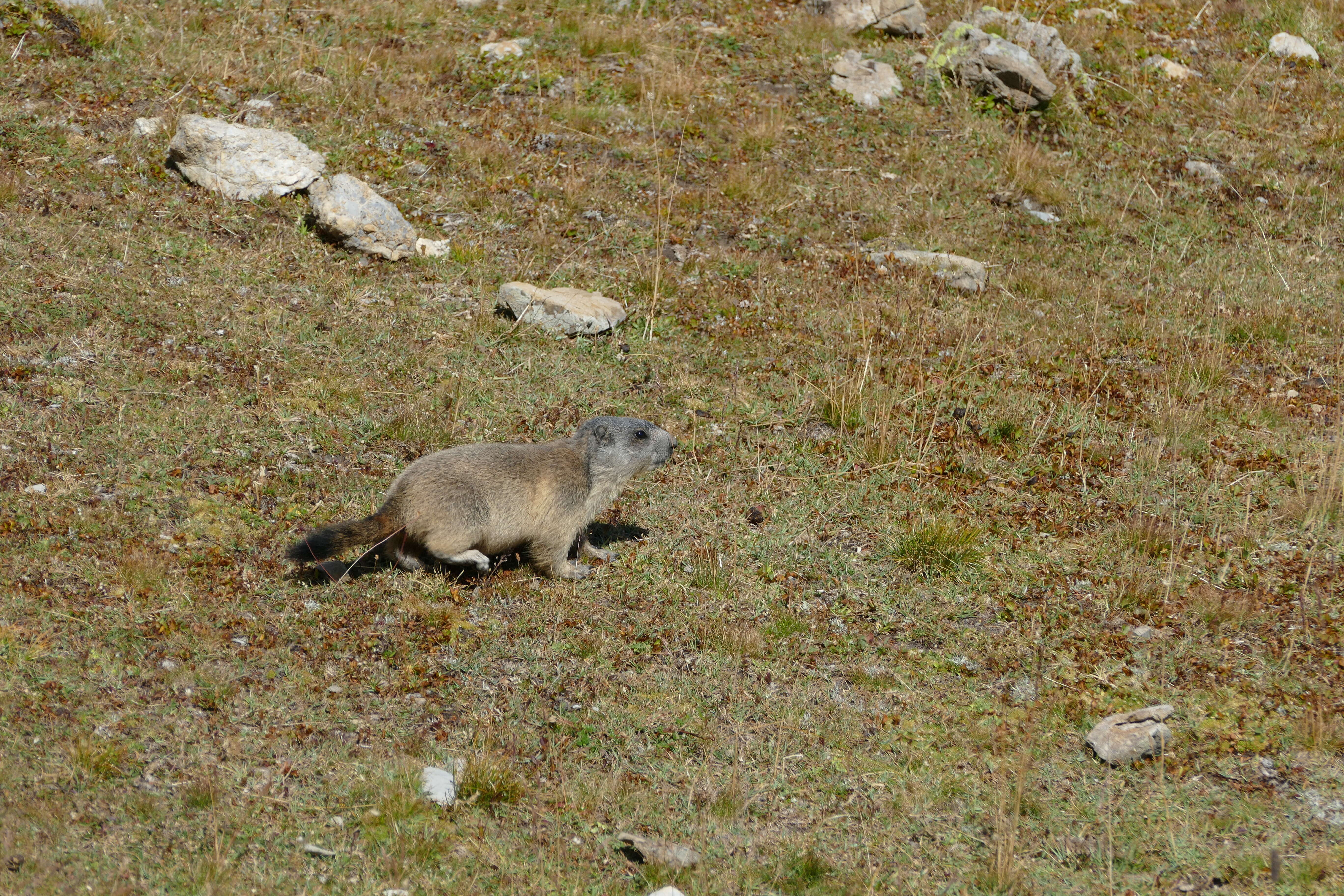 Image of Marmot