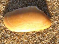 Image of Banded wedge shell