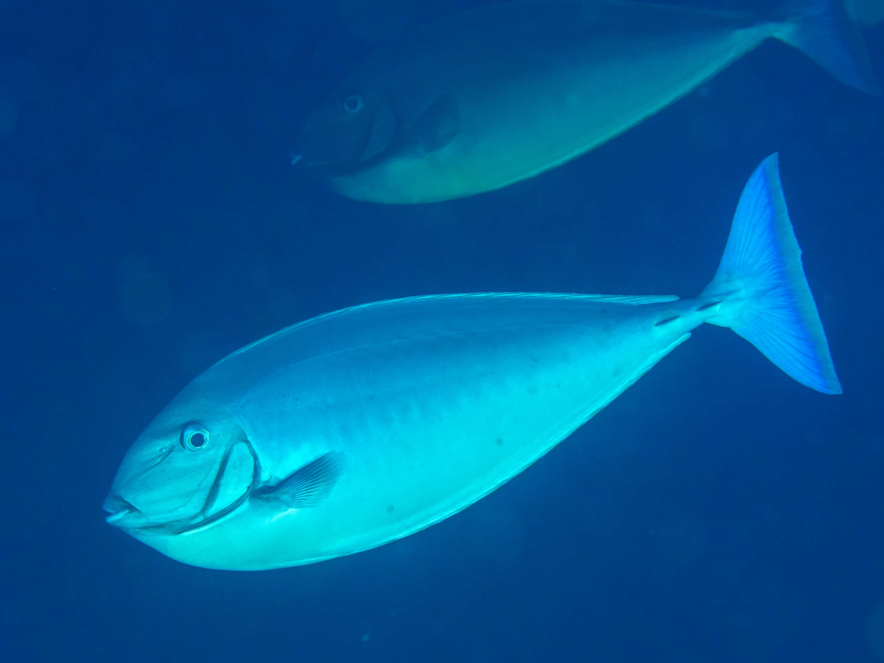 Image of Black Unicornfish