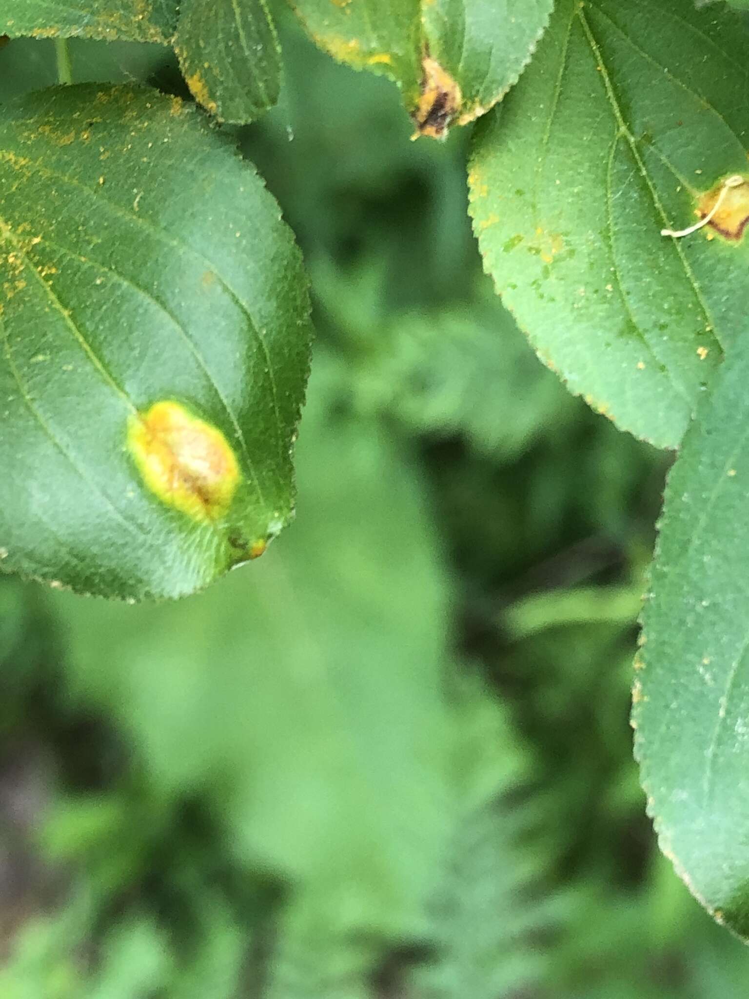 Image of Crown rust of oats