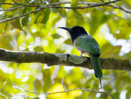 Image of Black-headed Bee-eater