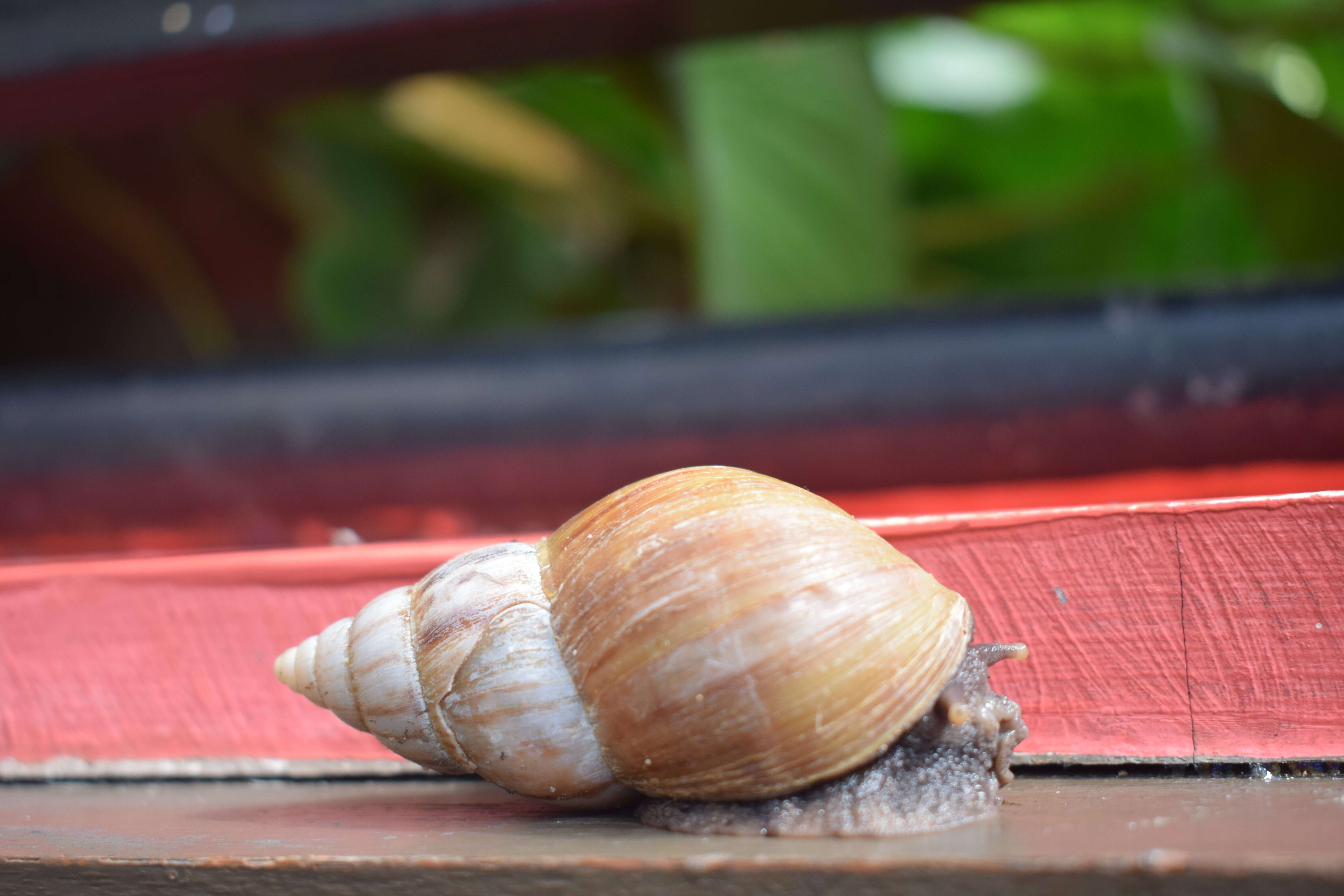 Image of Achatina fulica