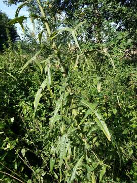 Image of marsh sow-thistle