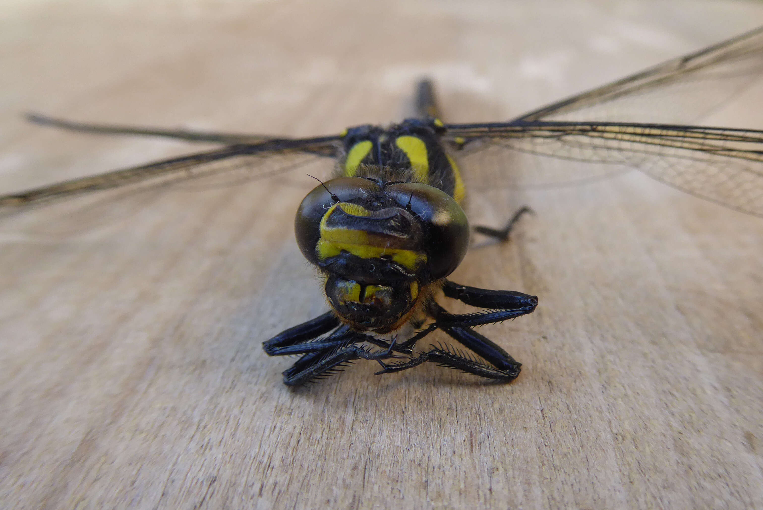 Image of golden-ringed dragonfly