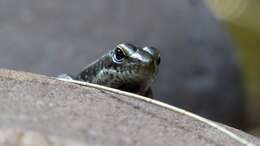 Image of Warm-temperate Water-skink