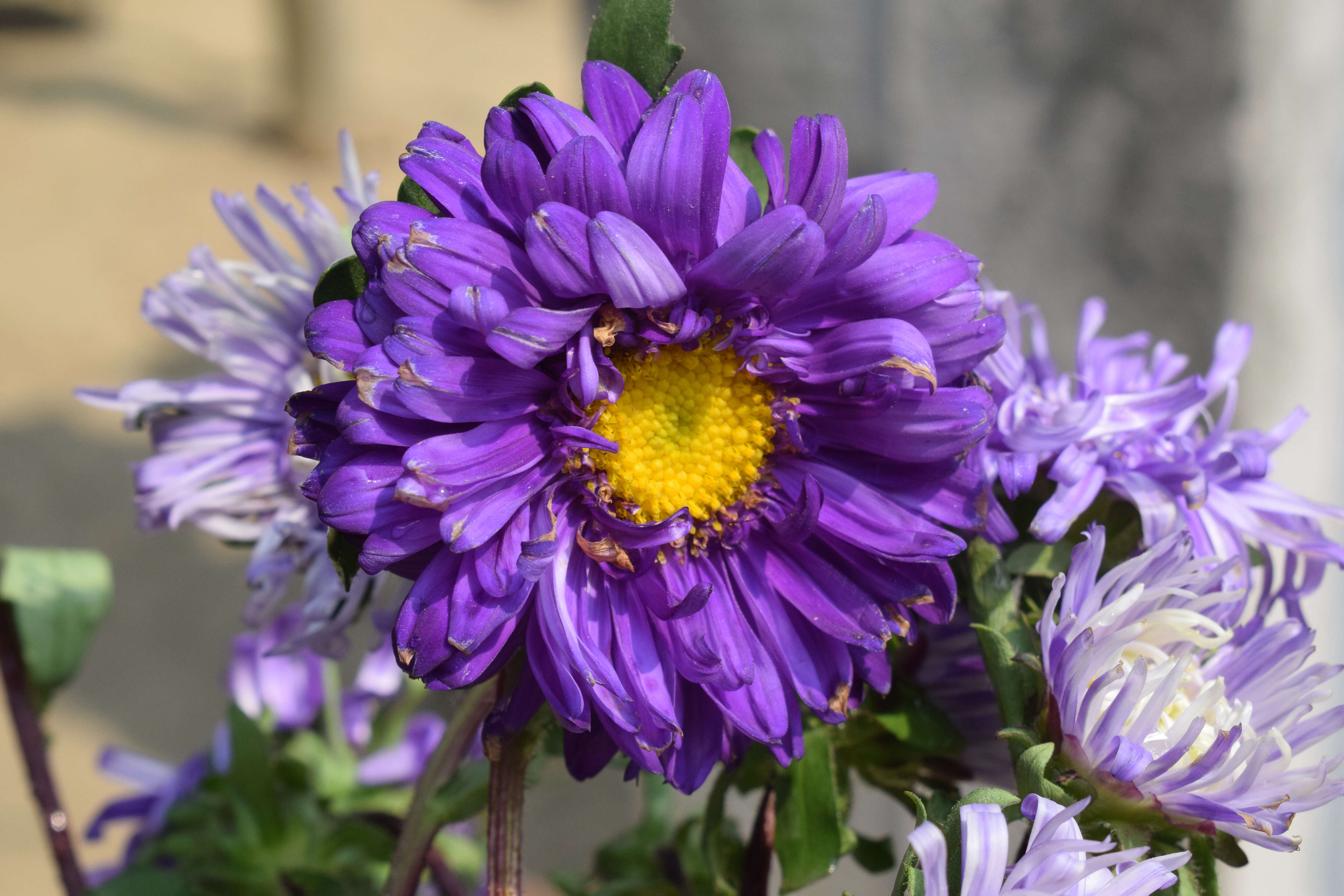 Image of florist's daisy