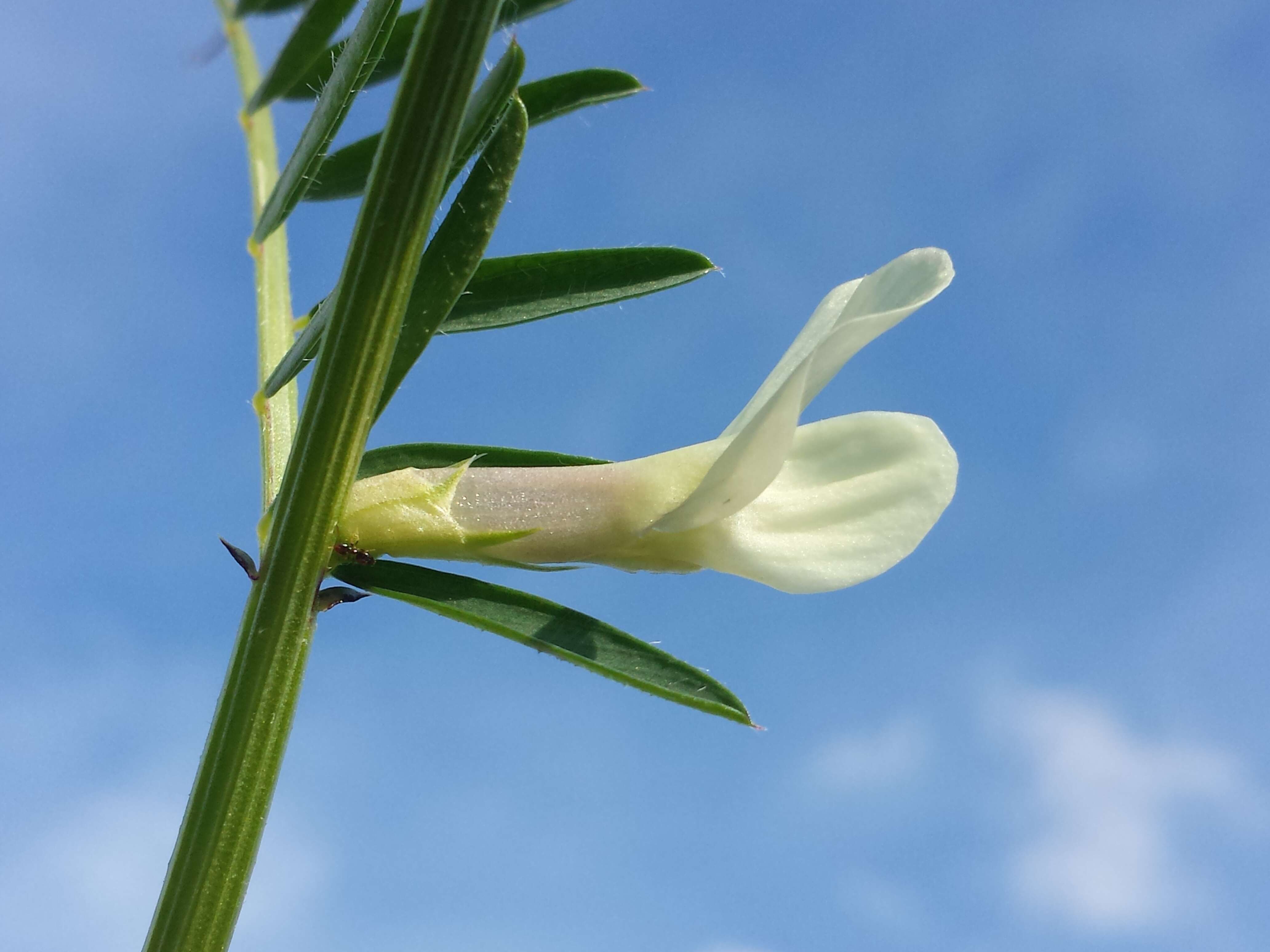 Image of smooth yellow vetch