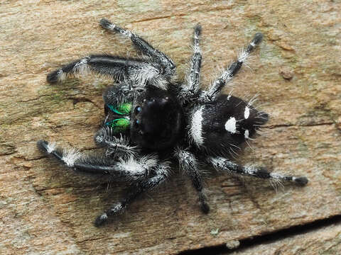 صورة Phidippus regius C. L. Koch 1846