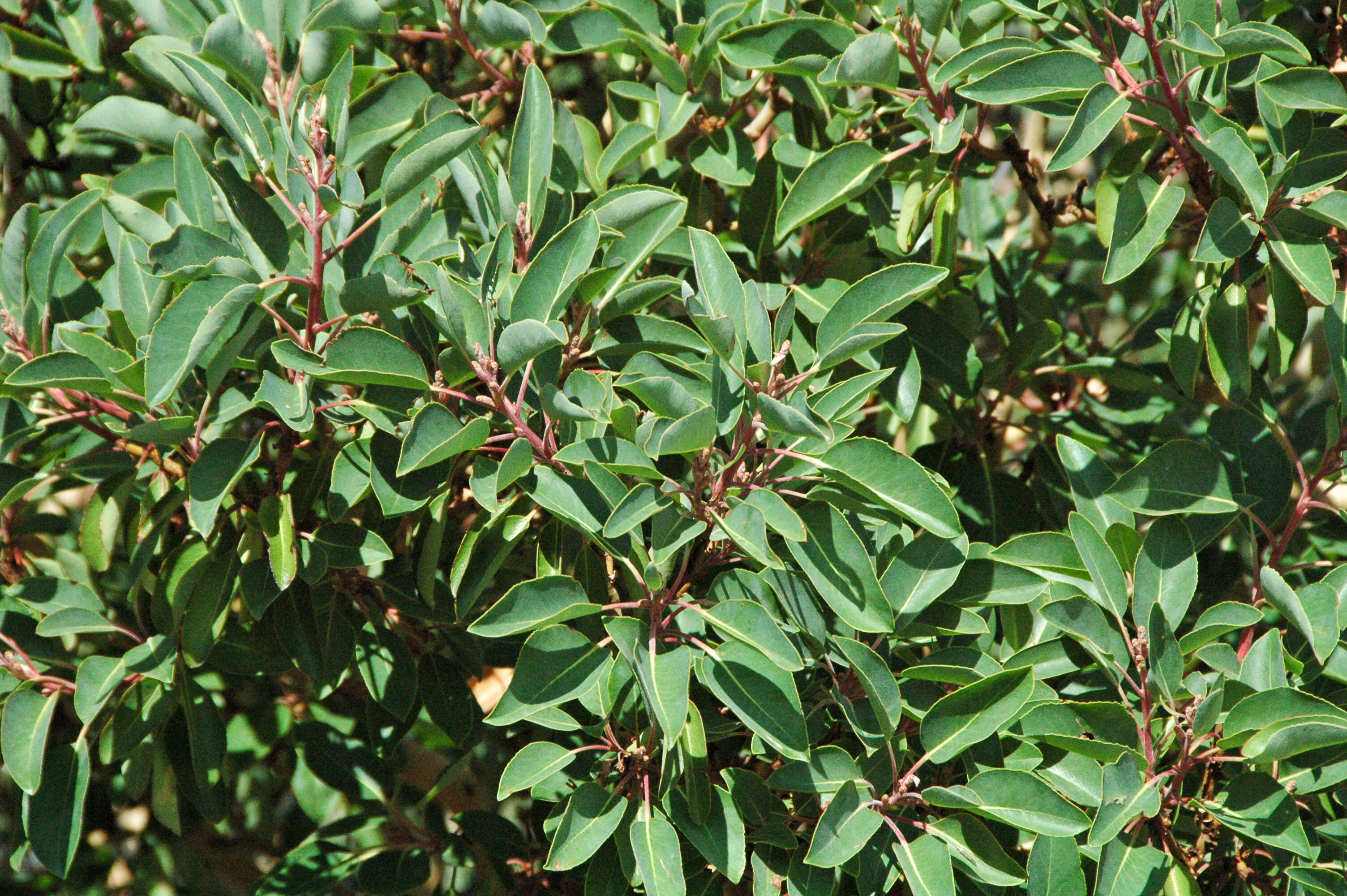 Arbutus xalapensis Kunth resmi