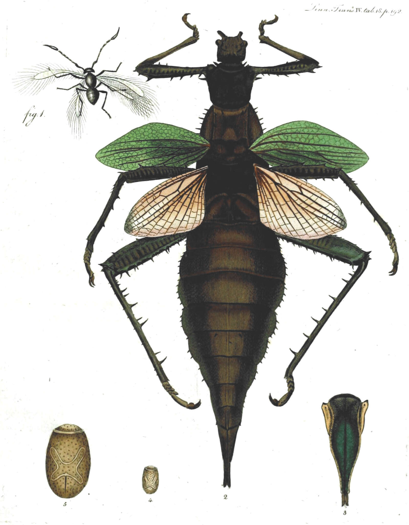 Image of Heteropteryx