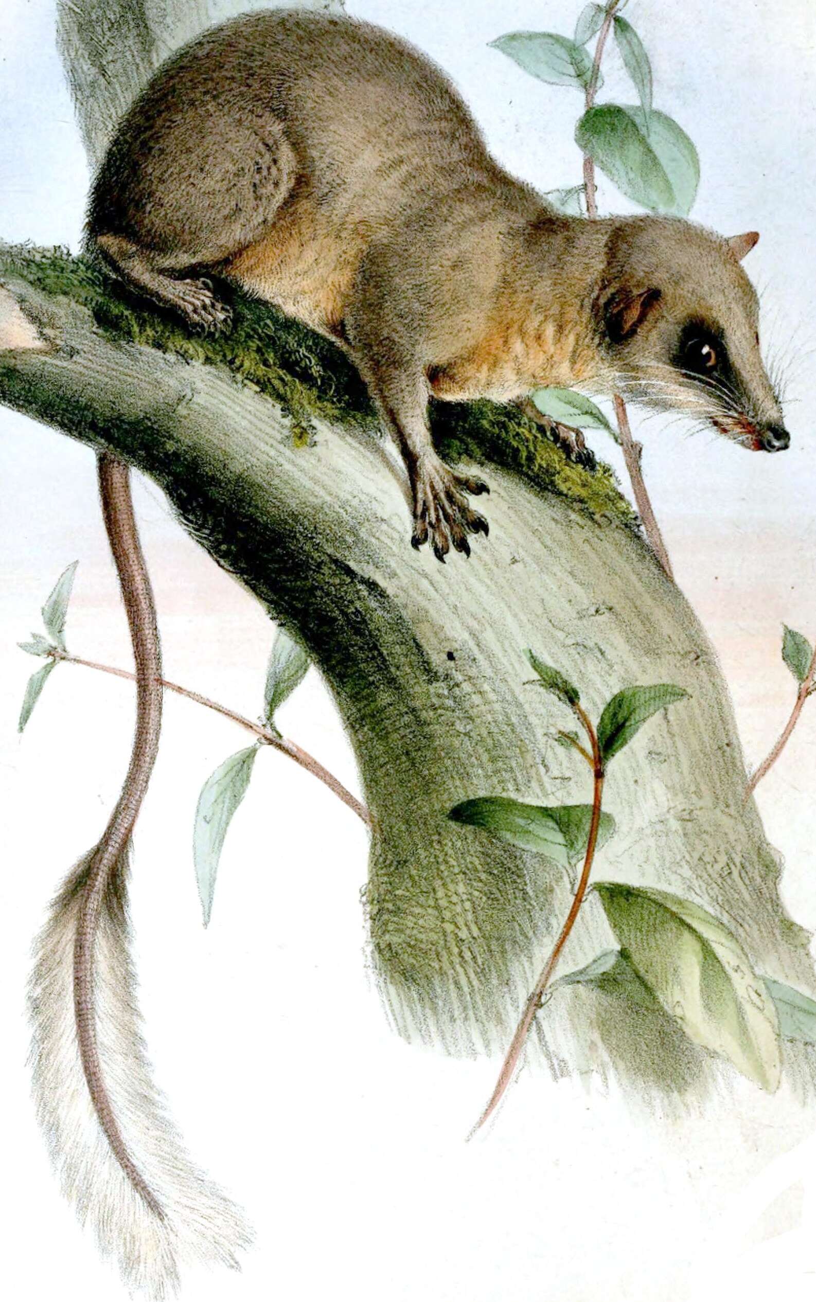 Image of pen-tailed treeshrews