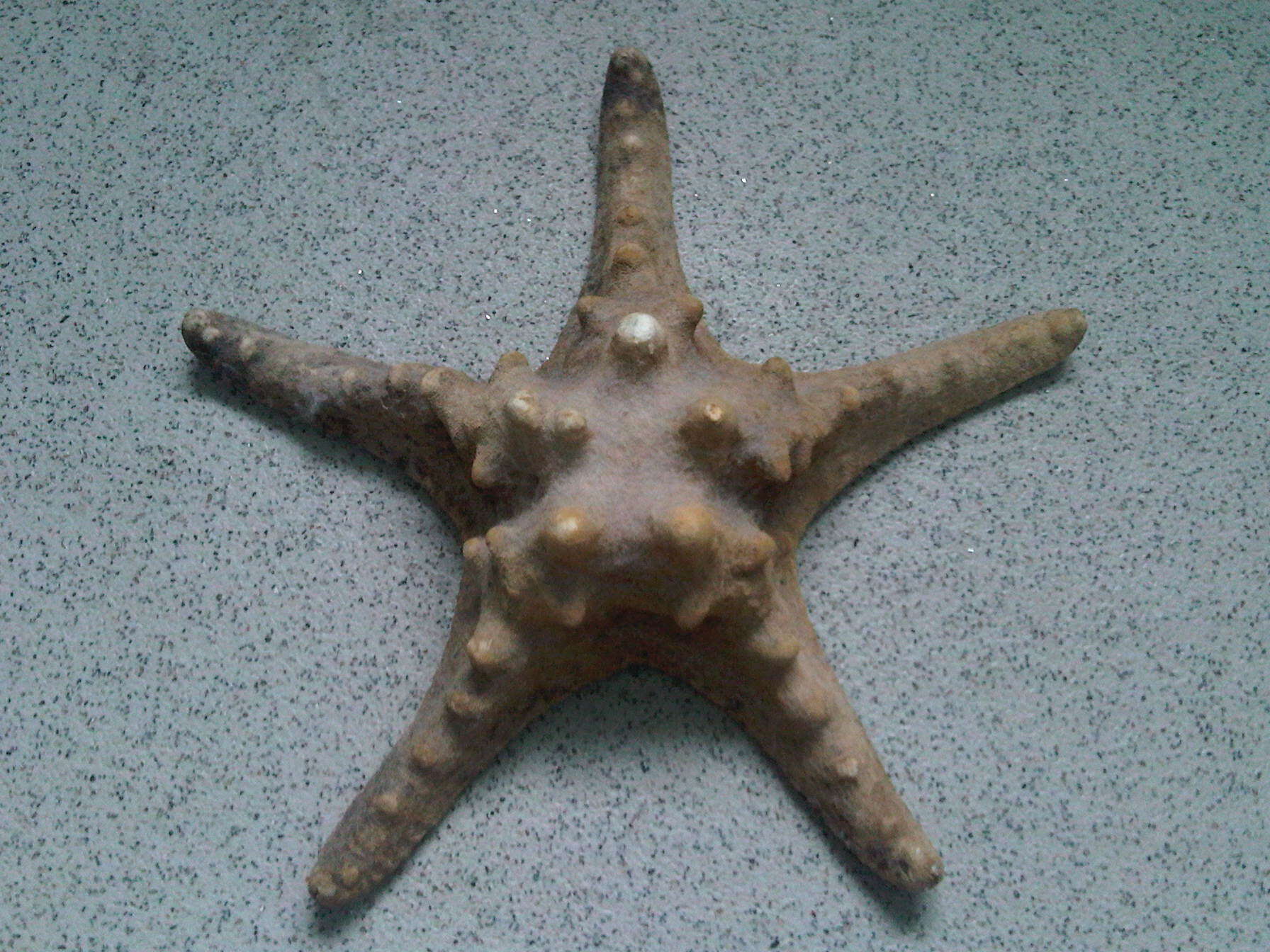 Image of horned seastar