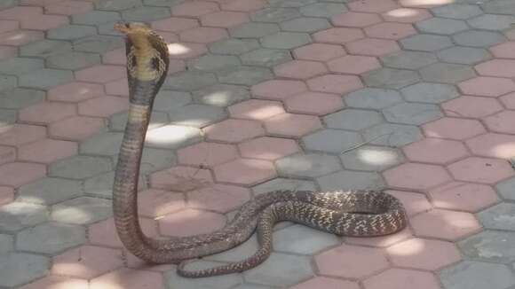 Image of Indian cobra