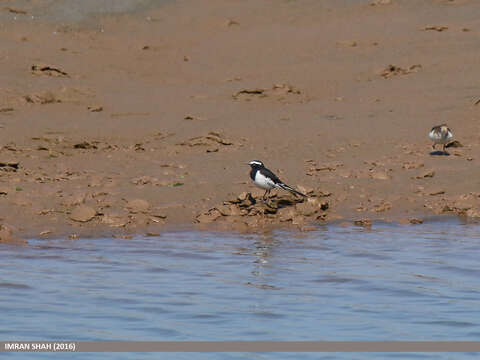 Image of White-browed Wagtail