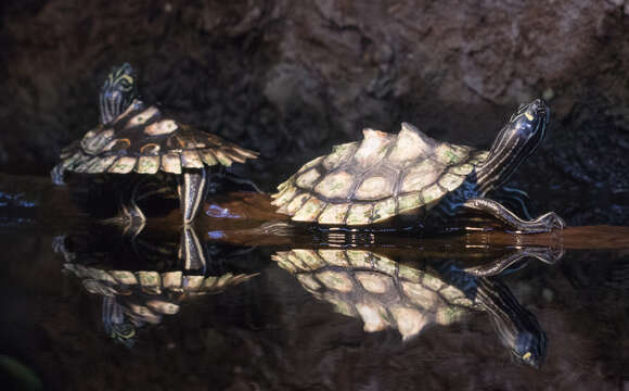 Image of Ringed Map Turtle