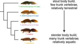 Image of Crested and marbled newts