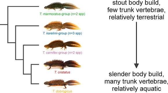 Image of Crested and marbled newts