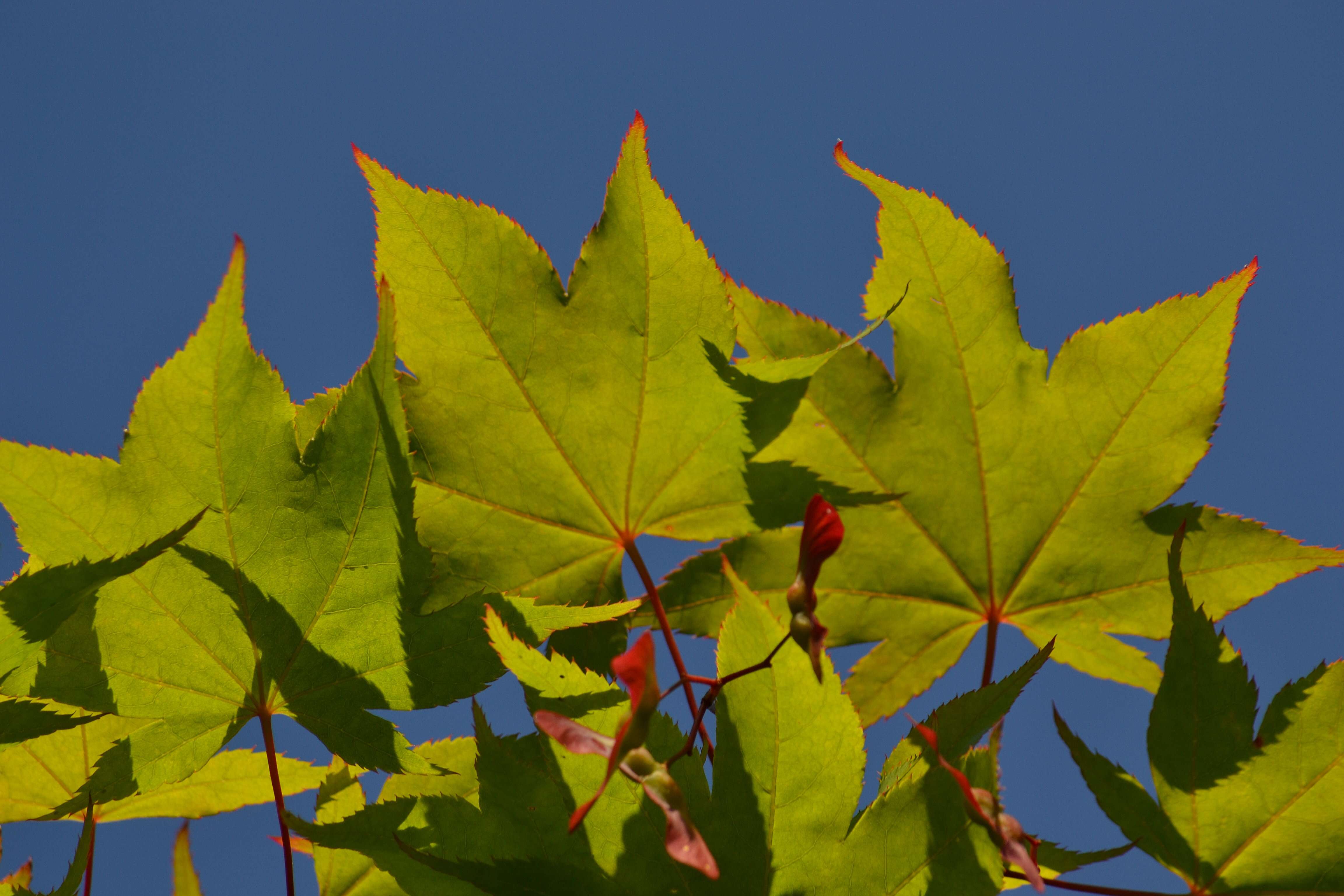 Image of Japanese maple