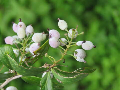 Image of Berberis aristata DC.