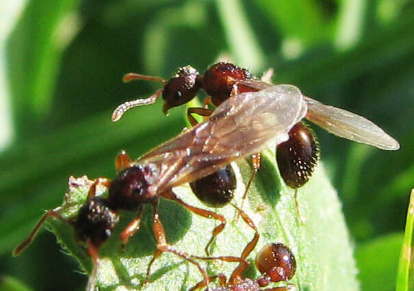 Image of Myrmica incompleta Provancher 1881