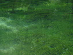 Image of Stonewort