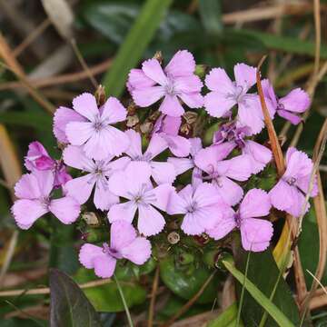 Image of Dianthus japonicus C. P. Thunb. ex A. Murray