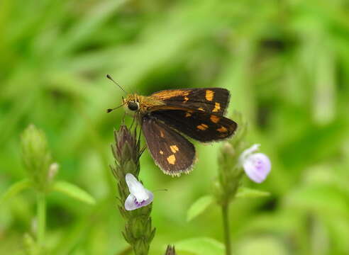 Image of Tamil grass dart