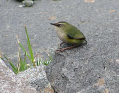 Image of New Zealand Wrens