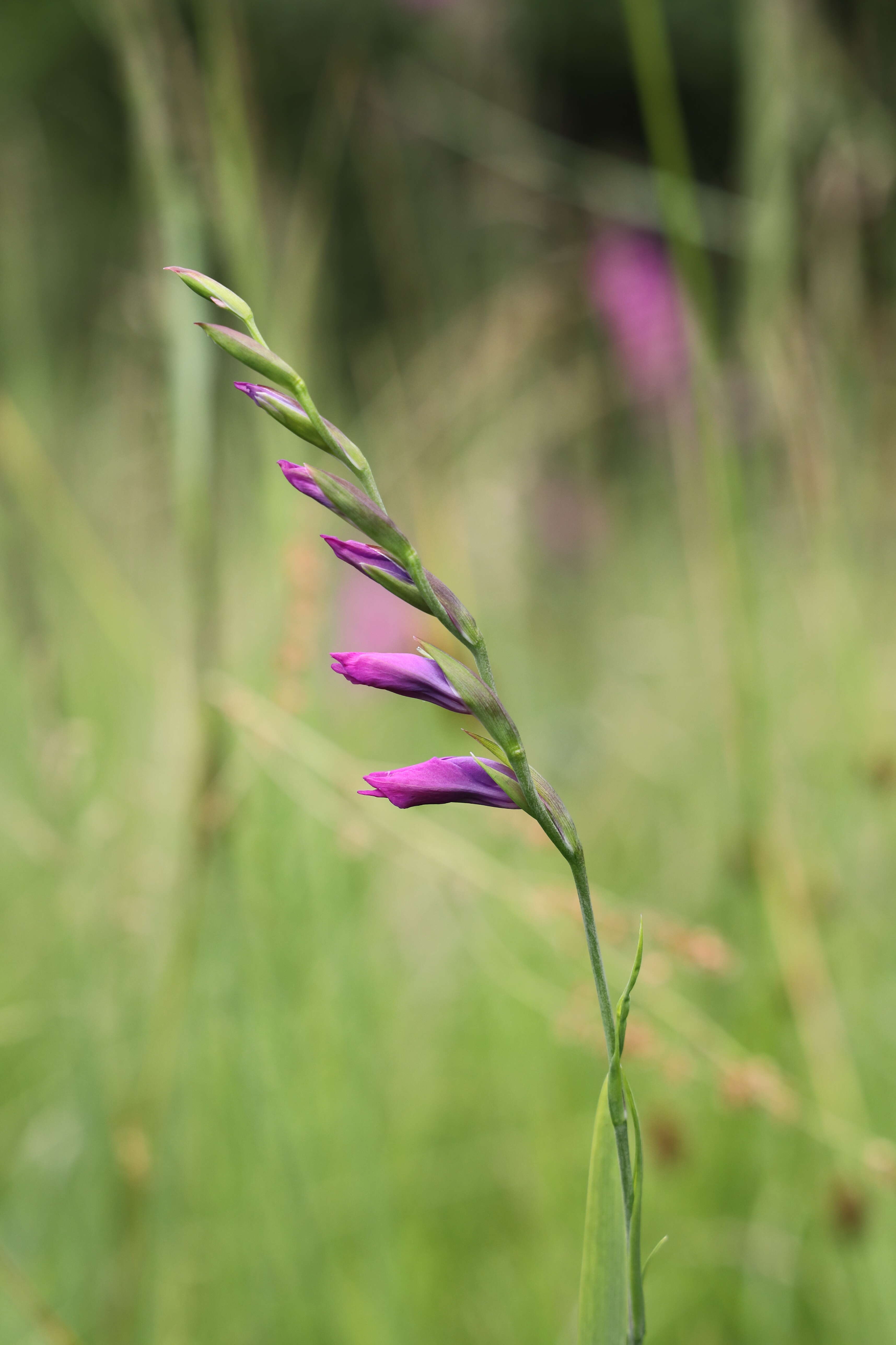 Image of Turkish Marsh Gladiolus