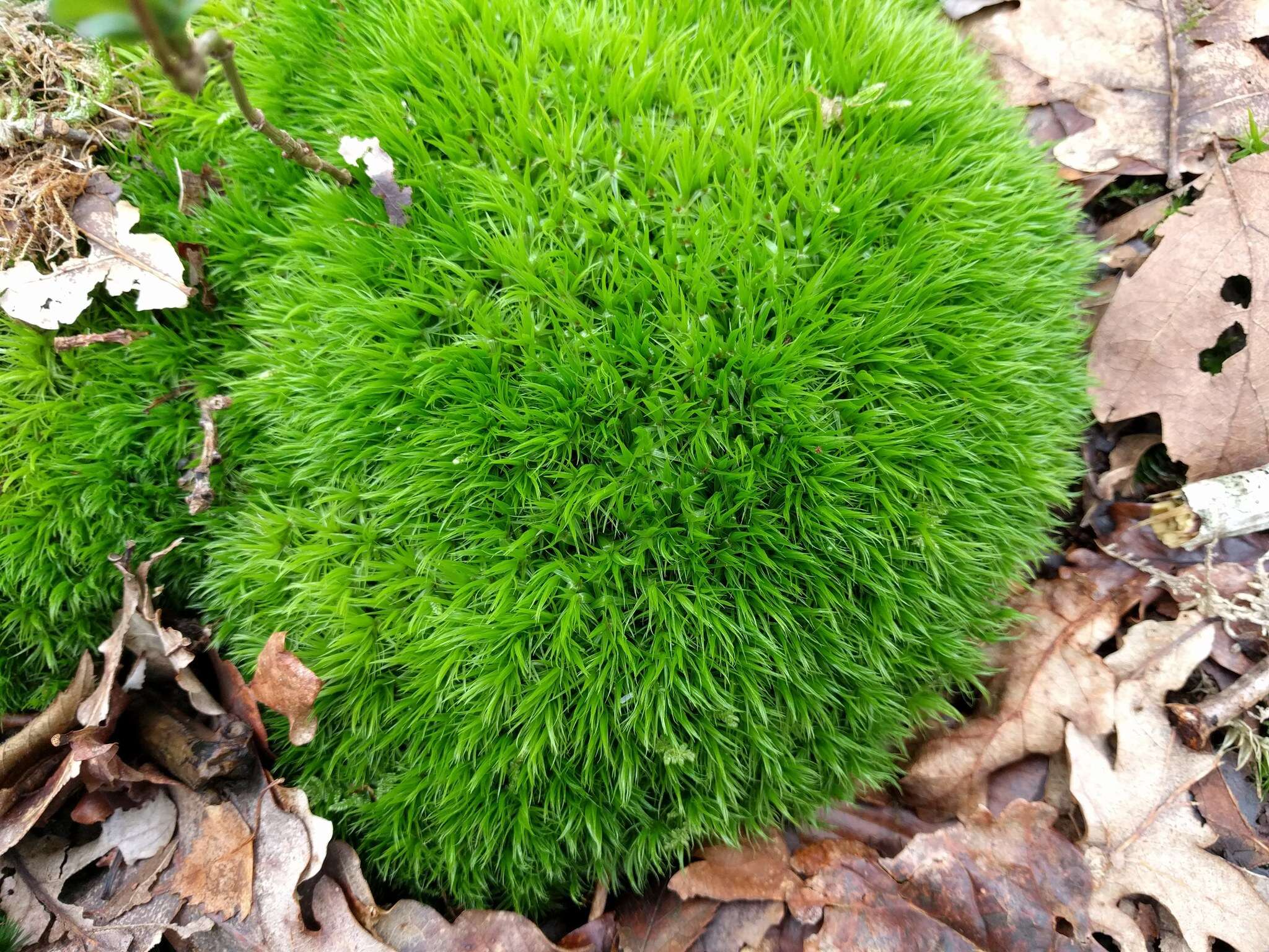 Image of Broom Moss