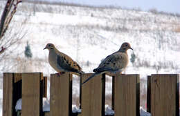 Image of American Mourning Dove