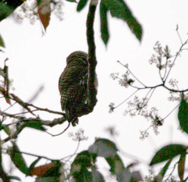 Image of Asian Barred Owlet