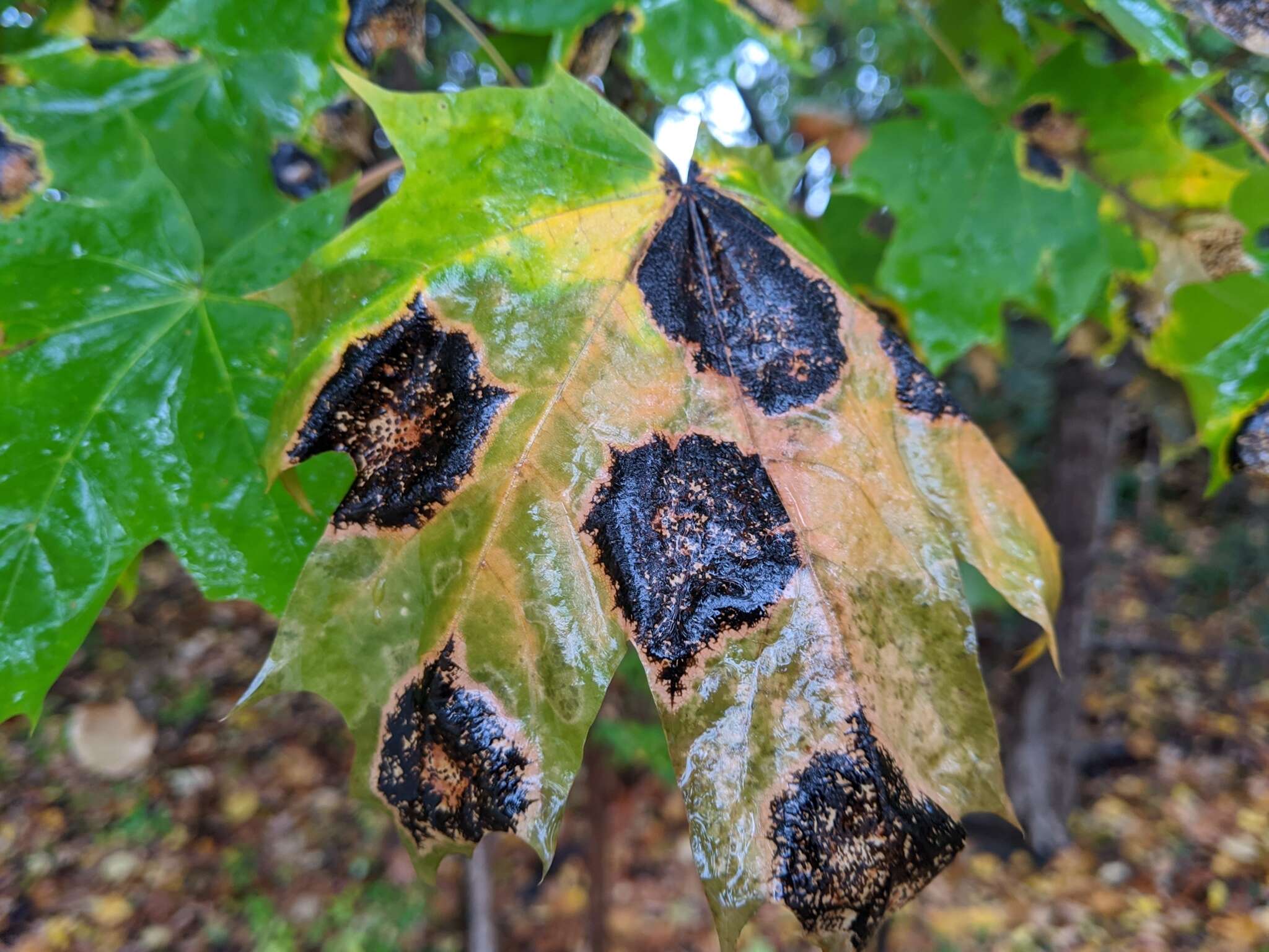 Image of European tar spot