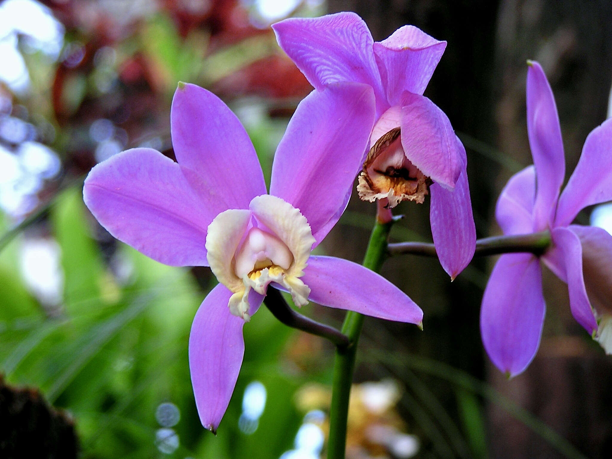 Image of Harrison's Cattleya