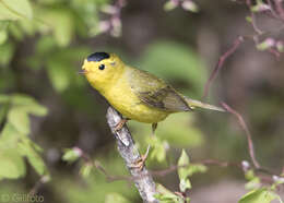 Image of Wilson's Warbler