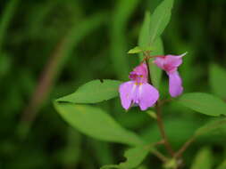 Image of spotted snapweed