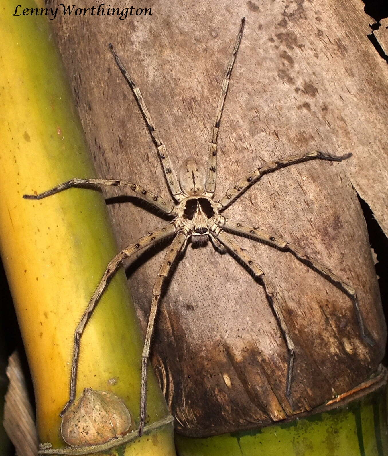 Image of Huntsman spider