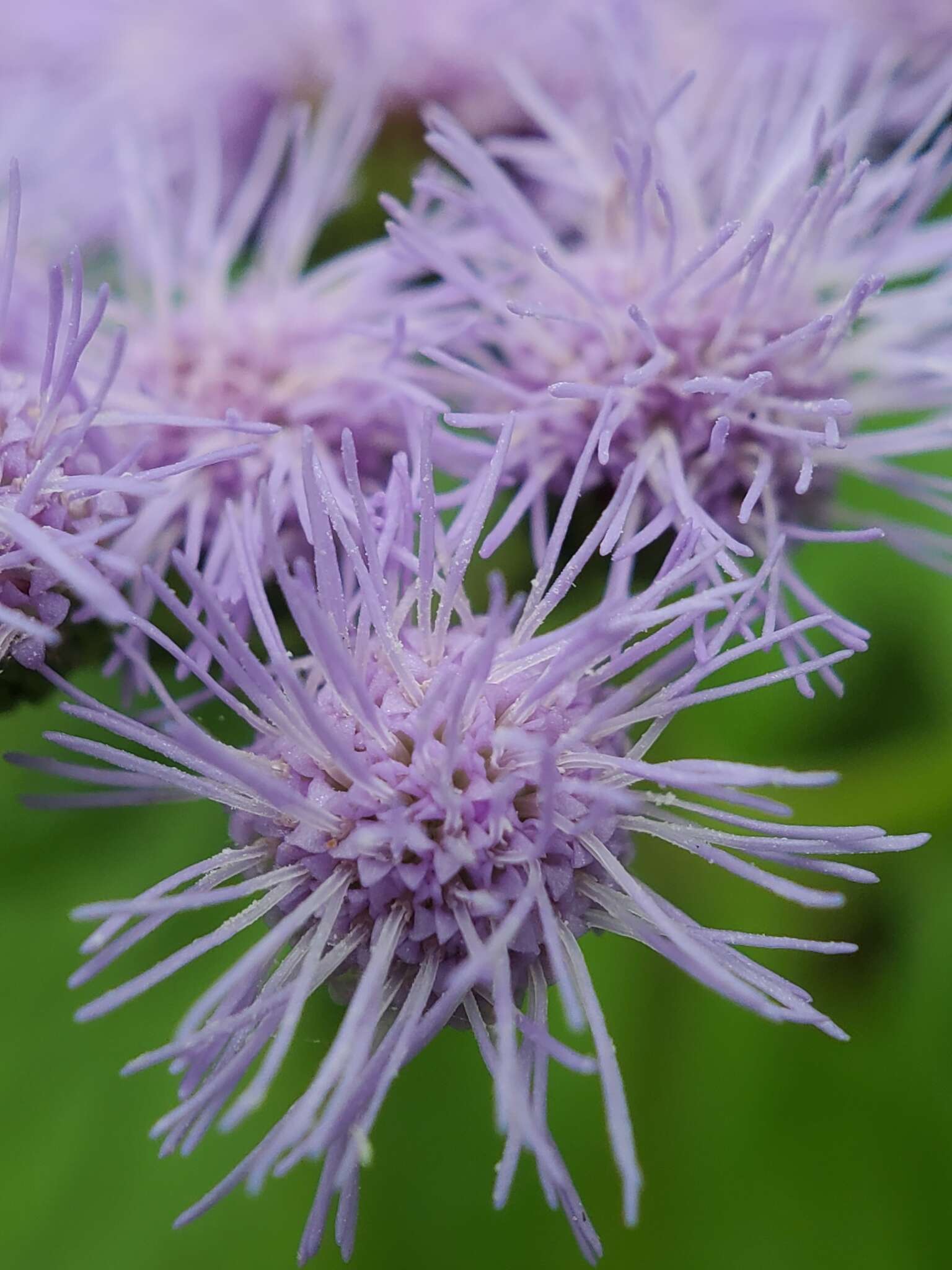 Image of blue mistflower