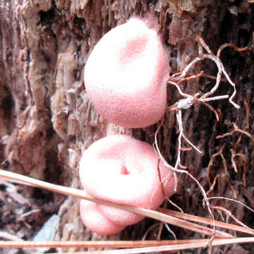 Image of Lycogala epidendrum