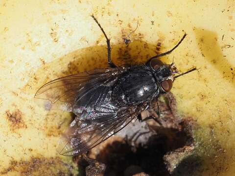 Image of Blue blowfly